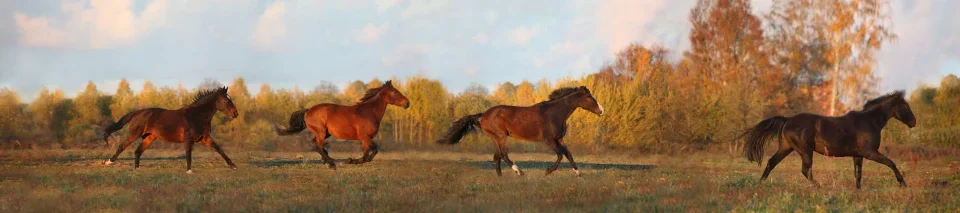 Model sticlă printată, Animale sălbatice