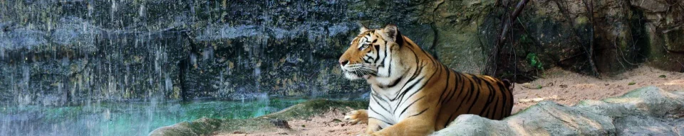 Model sticlă printată, Animale sălbatice