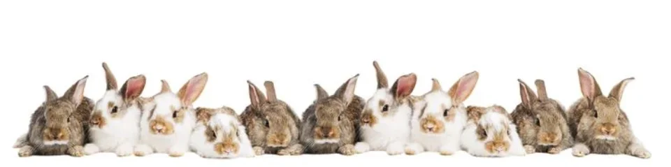 Model sticlă printată, Animale de companie
