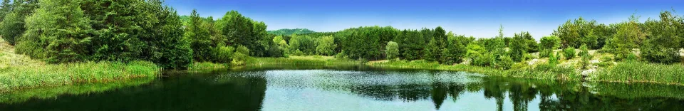 Model sticlă printată, Pădure