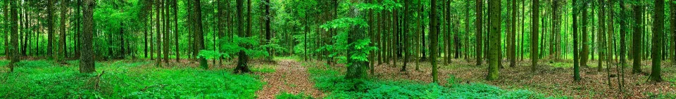 Model sticlă printată, Pădure