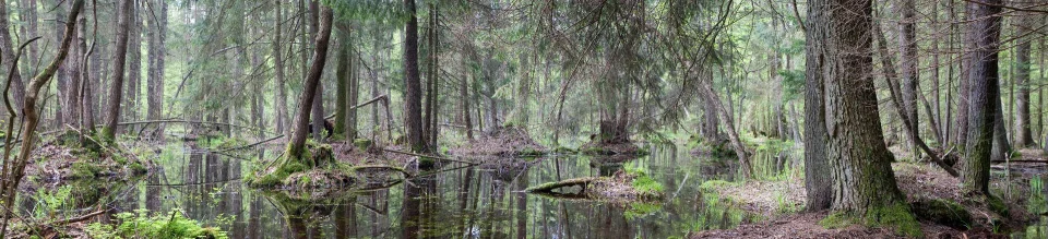 Model sticlă printată, Pădure