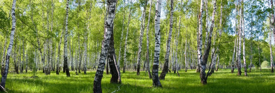 Model sticlă printată, Pădure