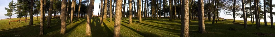 Model sticlă printată, Pădure