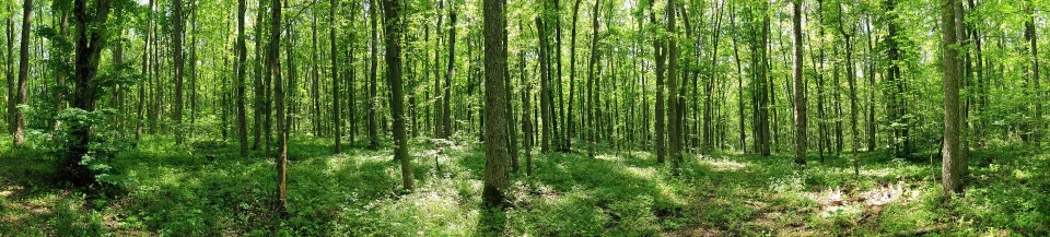 Model sticlă printată, Pădure