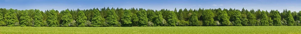 Model sticlă printată, Pădure