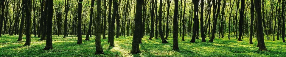 Model sticlă printată, Pădure