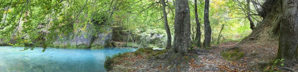 Model sticlă printată, Pădure