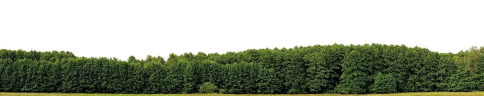 Model sticlă printată, Pădure