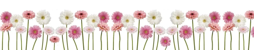 Model sticlă printată, Gerbera