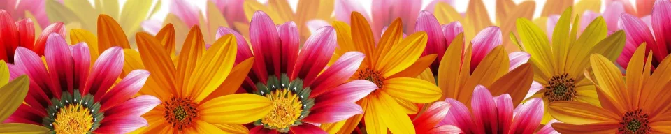 Model sticlă printată, Gerbera