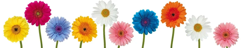 Model sticlă printată, Gerbera