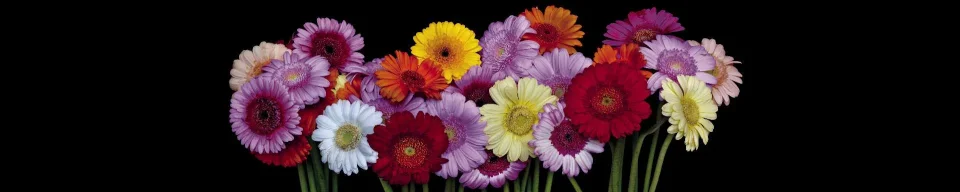 Model sticlă printată, Gerbera