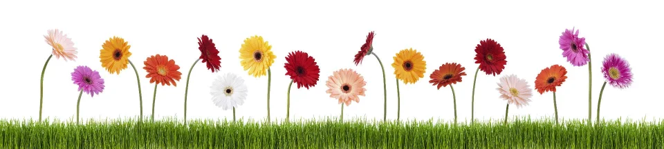 Model sticlă printată, Gerbera