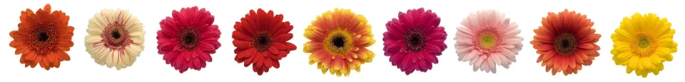 Model sticlă printată, Gerbera