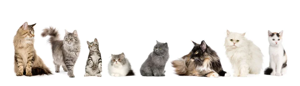 Model sticlă printată, Animale de companie