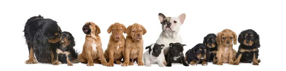 Model sticlă printată, Animale de companie