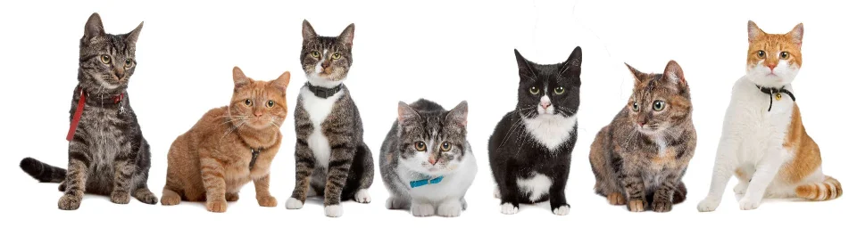 Model sticlă printată, Animale de companie