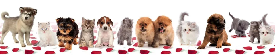 Model sticlă printată, Animale de companie