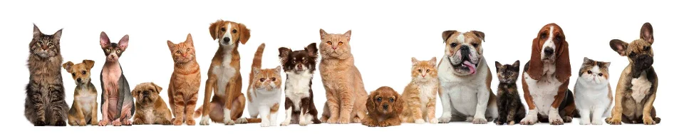 Model sticlă printată, Animale de companie
