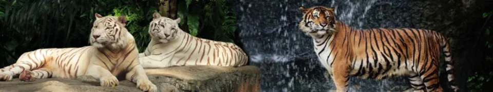 Model sticlă printată, Animale sălbatice