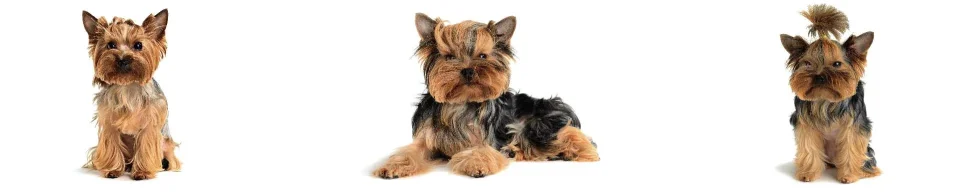 Model sticlă printată, Animale de companie