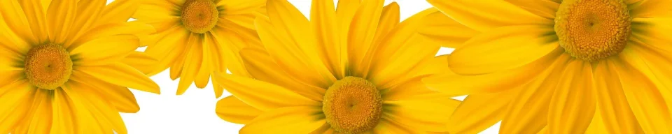 Model sticlă printată, Gerbera