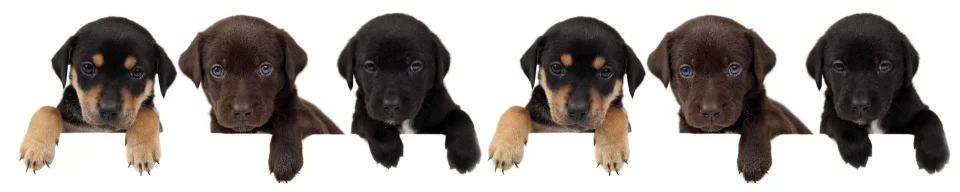 Model sticlă printată, Animale de companie