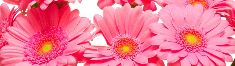 Model sticlă printată, Gerbera