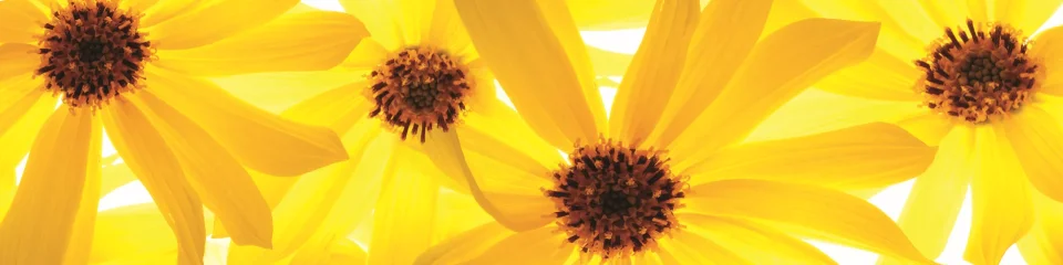 Model sticlă printată, Gerbera