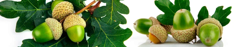 Model sticlă printată, Plante
