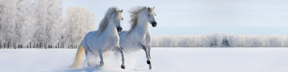 Model sticlă printată, Animale de companie