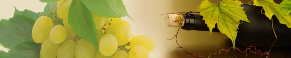Model sticlă printată, Vin