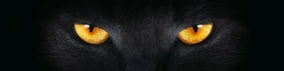 Model sticlă printată, Animale