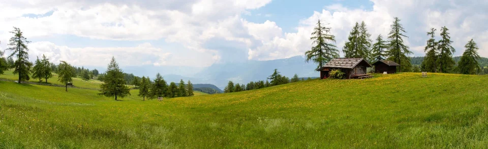 Model sticlă printată, Pădure