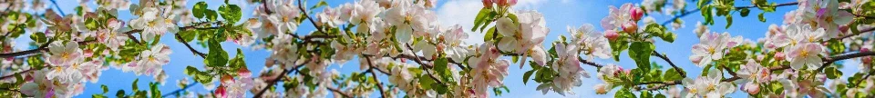 Model sticlă printată, Copaci înfloriți
