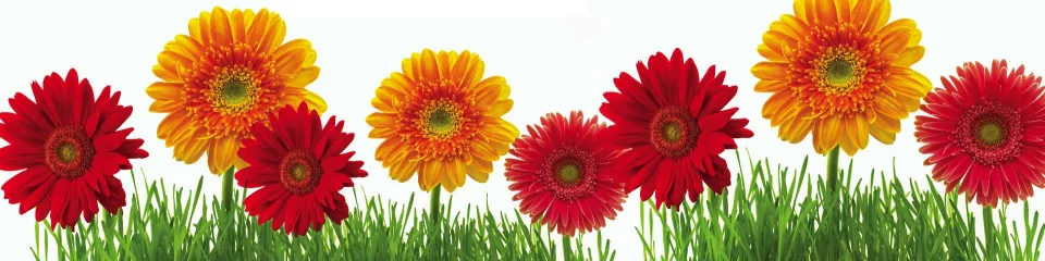 Model sticlă printată, Gerbera