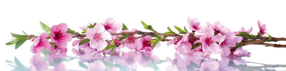 Model sticlă printată, Copaci înfloriți