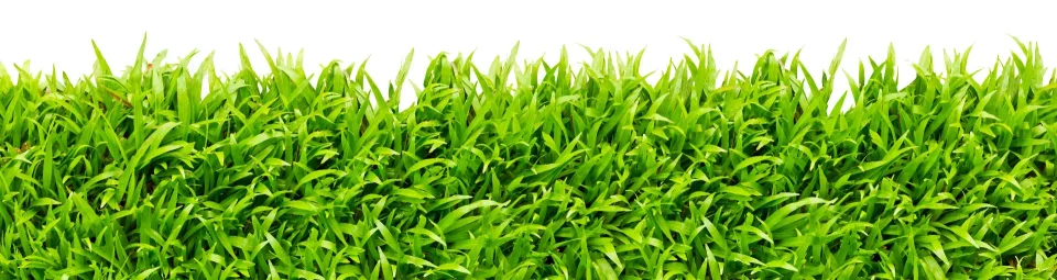 Model sticlă printată, Plante