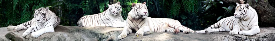 Model sticlă printată, Animale