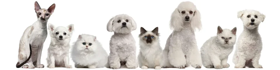 Model sticlă printată, Animale de companie