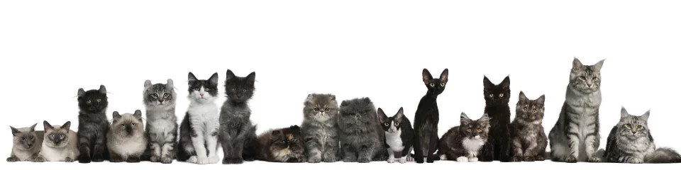 Model sticlă printată, Animale de companie