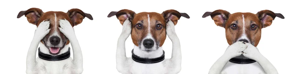 Model sticlă printată, Animale de companie