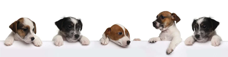 Model sticlă printată, Animale de companie