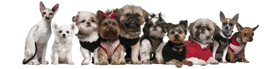 Model sticlă printată, Animale de companie