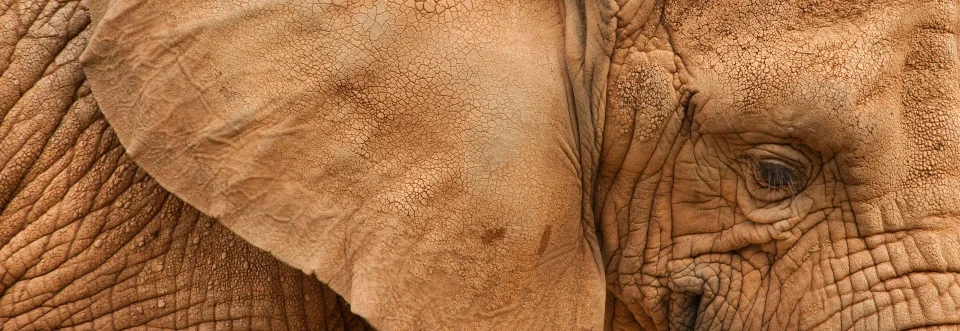 Model sticlă printată, Animale sălbatice