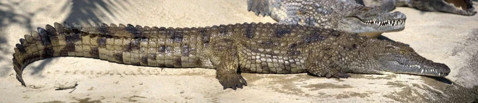 Model sticlă printată, Animale sălbatice