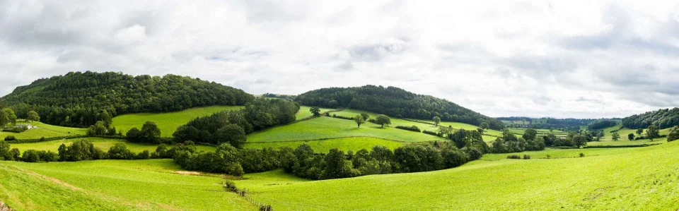 Model sticlă printată, Pădure