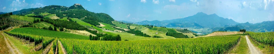 Model sticlă printată, Pădure