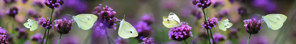 Model sticlă printată, Flori diverse